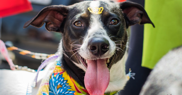 sos-rejeitados-cachorro-adocao-foto-ok3