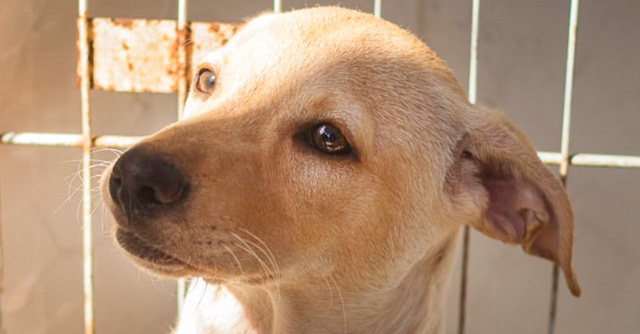 cachorro feira de adocao