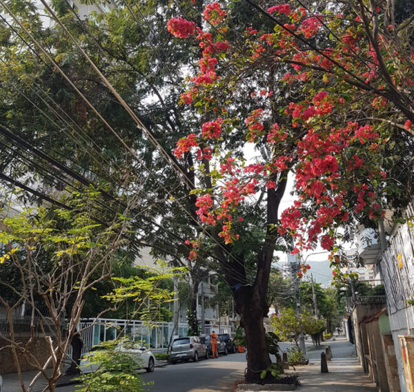 Rua Barão de São Borja no Méier