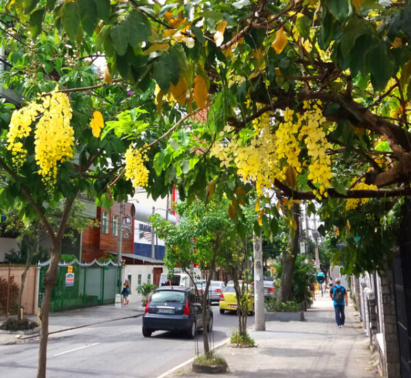 Rua Vilela Tavares no Méier