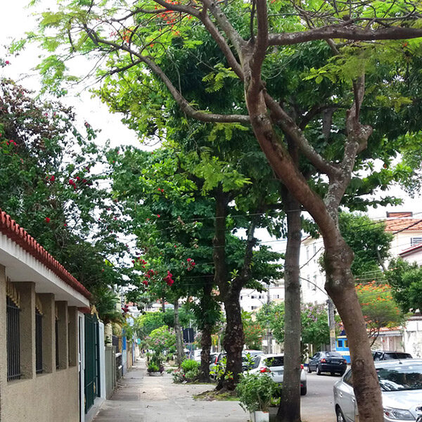 Rua Gustavo Gama com árvores