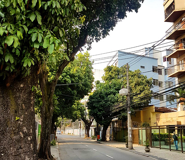 Árvores na rua Fábio Luz no Méier