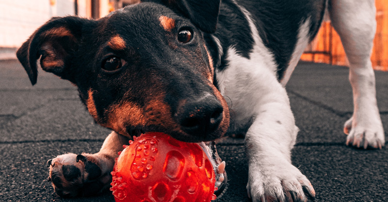 Cachorro brincando com bolinha