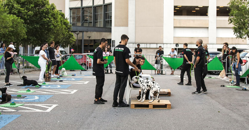 aulão de adestramento no shopping nova america