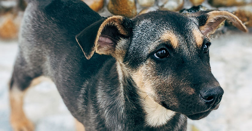 cachorro na rua