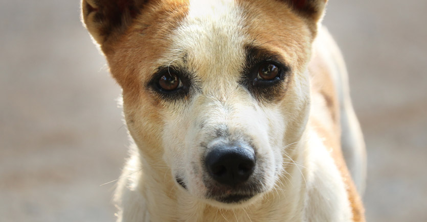 cachorro de rua olhando para frente