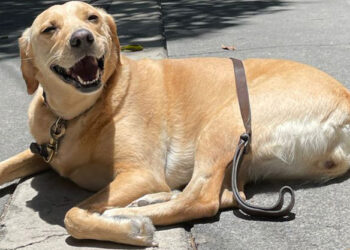 Cachorro caramelo sorrindo