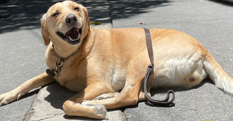 Cachorro caramelo sorrindo