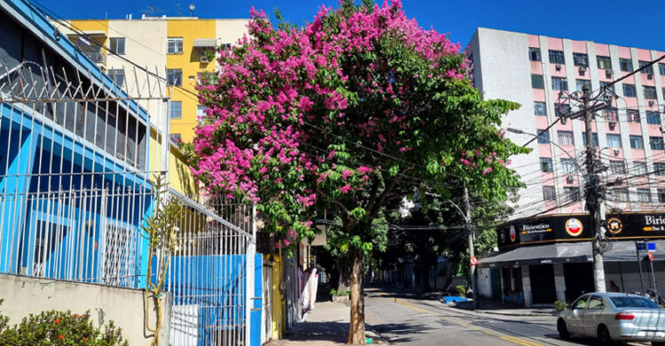 Árvore Resedá florida no Méier