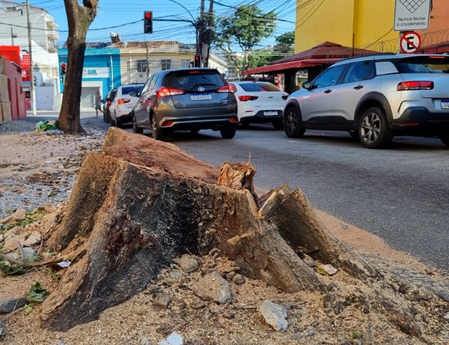 Árvore cortada na rua Carolina Santos no Méier