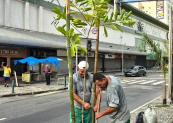 Plantio de árvores na rua Dias da Cruz no Méier