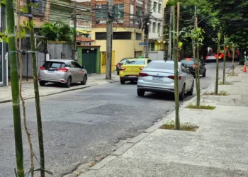 Mudas na rua Manuela Barbosa no Méier