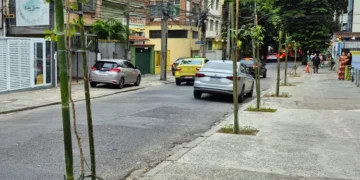 Mudas na rua Manuela Barbosa no Méier