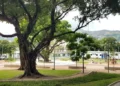 Bosque Dona Ivone Lara no Engenho de Dentro