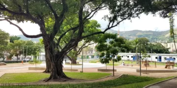 Bosque Dona Ivone Lara no Engenho de Dentro